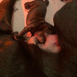 Girl 1 - Black female Labrador Retriever puppy in Newaygo, Michigan from Royal Oak Gundogs