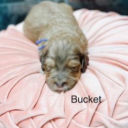 Bucket - Sable female Bernedoodle puppy in Pasco, Washington from Camp Doodle Woods