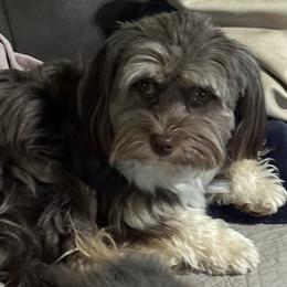 Havanese from Rose Hill Havanese