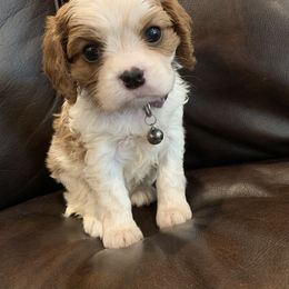 Cavalier King Charles Spaniel, Cavapoo, and Poodle Puppies from Peachy Paws