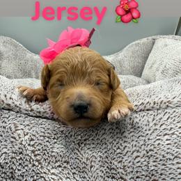 Jersey - Pink Collar - Apricot female Goldendoodle puppy in Cape Coral, Florida from Nay Nays Mini Doodles