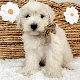Hero - Cream female Goldendoodle puppy in Temecula, California from Oodles O'Doodles