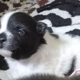 Rowdy - Black parti male Pomeranian puppy in Bellevue, Iowa from Fluffy Wonders Poms and Doodles