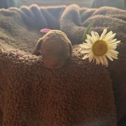 Pinocchio - Red  male Goldendoodle puppy in Indianapolis, Indiana from E&A Doodle Barn
