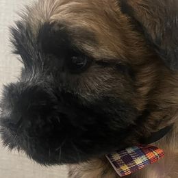 Boy 2 - Soft Coated Wheaten Terrier puppy in Phoenix, Arizona from Arizona Desert Gold Wheatens