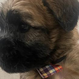 Boy 2 - Soft Coated Wheaten Terrier puppy in Phoenix, Arizona from Arizona Desert Gold Wheatens