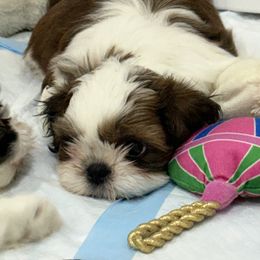 Sparky - Tricolor male Shih Tzu puppy in San Jose, California from Bay Area Shih Tzu