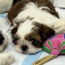 Sparky - Tricolor male Shih Tzu puppy in San Jose, California from Bay Area Shih Tzu