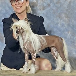 Chinese Crested and Yorkshire Terrier All Grown Up from Heartesha
