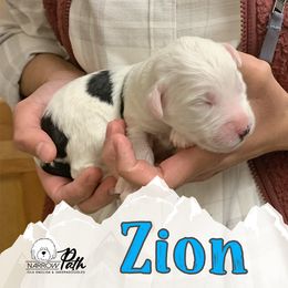 Sheepadoodle Puppies from Narrow Path Puppies