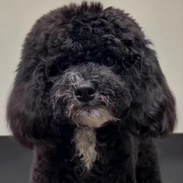 Bessie - Black female Cockapoo puppy in Lebanon, Kentucky from Mosaic Merle Doodles