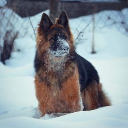 Bella  - German Shepherd