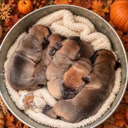 4th Pick - Fawn male Boerboel puppy in Pennsylvania from Cold River Boerboels