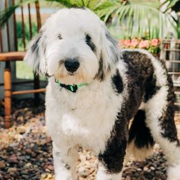 Addie - Sheepadoodle