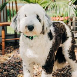 Addie - Sheepadoodle