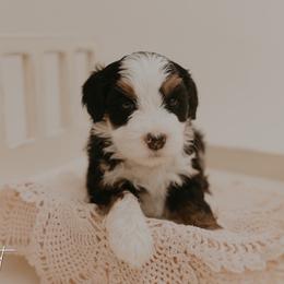 Scout - Tri-color female Bernedoodle puppy in Wamego, Kansas from Doodles of Oz