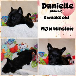 Australian Shepherd, Poodle, and Scottish Terrier Puppies from Not Of This World Aussies, Scottie’s, Poodles, & Doodles