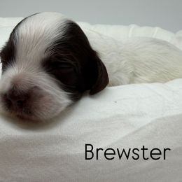 Brewster - Chocolate male Australian Labradoodle puppy in Denton, Texas from Liberty Hill Labradoodles