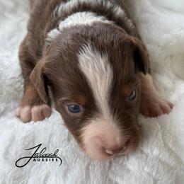Hosea - Red tri male Toy Australian Shepherd puppy in Lumberton, Mississippi from Talowah Aussies