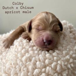 Colby - Apricot male Australian Labradoodle puppy in Chuluota, Florida from Delano Australian Labradoodles