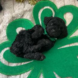 Saint - Black male Poodle puppy in Warren, Michigan from Annette Patterson