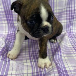 Preston - Brindle and white male Boston Terrier puppy in Fillmore, Illinois from Wind Hill Puppies