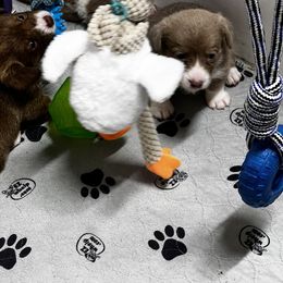 American Corgi, Cardigan Welsh Corgi, and Pembroke Welsh Corgi Puppies from Coopers Korner