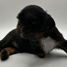 Stitch - Black and tan male English Toy Spaniel puppy in Pennsylvania from Enchanting Charlies
