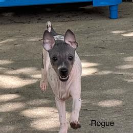 Rogue - Black tan and white female American Hairless Terrier puppy in Buckingham, Illinois from Gaus Hof