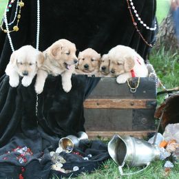 Golden Retriever Puppies from Topmast Goldens
