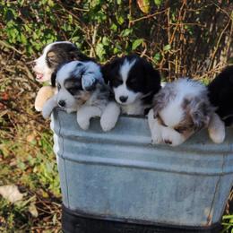 Miniature American Shepherd Puppies from Fuzzbottom Miniature American Shepherd