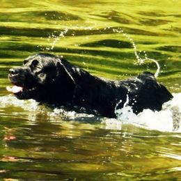 Labrador Retrievers from Paradigm Labradors