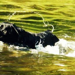 Labrador Retrievers from Paradigm Labradors