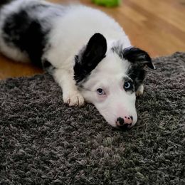 Border Collie Puppies from Willow Spring Border Collies