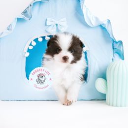 Mac - Chocolate parti male Pomeranian puppy in Idaho Falls, Idaho from Country Life Pomeranians