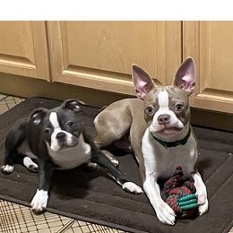 Boston Terrier Puppies from Bill's Boston Babies