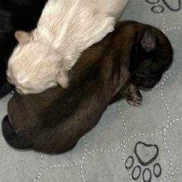 Boys - Liver and white male Shih Tzu puppy in Boaz, Alabama from Happy Haven Farm