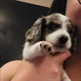 Comma - Dapple male Dachshund puppy in Hollis, Oklahoma from Write Breed Doxies