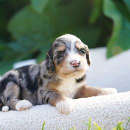 Chanel - Blue merle female Bernedoodle puppy in Spokane, Washington from Lilac City Doodles