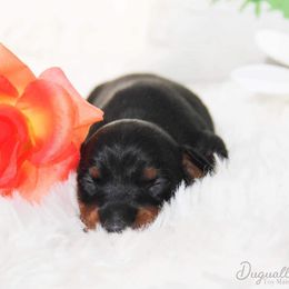 Ibizan Hound and Manchester Terrier Puppies from Dugualla
