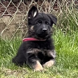 German Shepherds from Leveren K9s