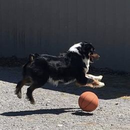 Australian Shepherd All Grown Up from Ready 'N Abel Aussies