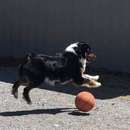 Australian Shepherd All Grown Up from Ready 'N Abel Aussies