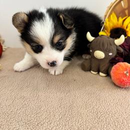 Harley - Black and tan female Pembroke Welsh Corgi puppy in Millsap, Texas from Punchy Pembroke Ranch