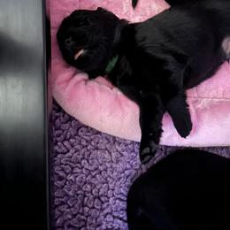 Flat-Coated Retriever Puppies from Haven Flat Coated Retrievers