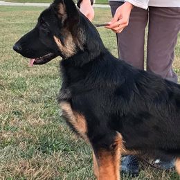 German Shepherds from MyJoy-Foxhaven Shepherds