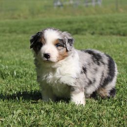 Miniature American Shepherd Puppies from LF Ranch