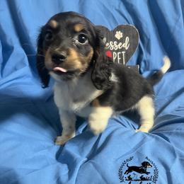 Kiki - black and tan piebald LH - Piebald female Dachshund puppy in East Dover, Vermont from Audet’s Mini Dachshunds