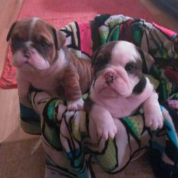 Bulldogs and French Bulldogs from Diamond Edge Bulldogs