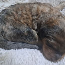 Cane - Chocolate merle male Bernedoodle puppy in Lafayette, Alabama from Williams Lake Doodles